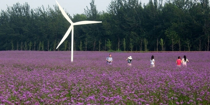 薰衣草园