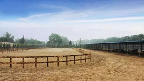 运河苑骑马 运河苑骑马